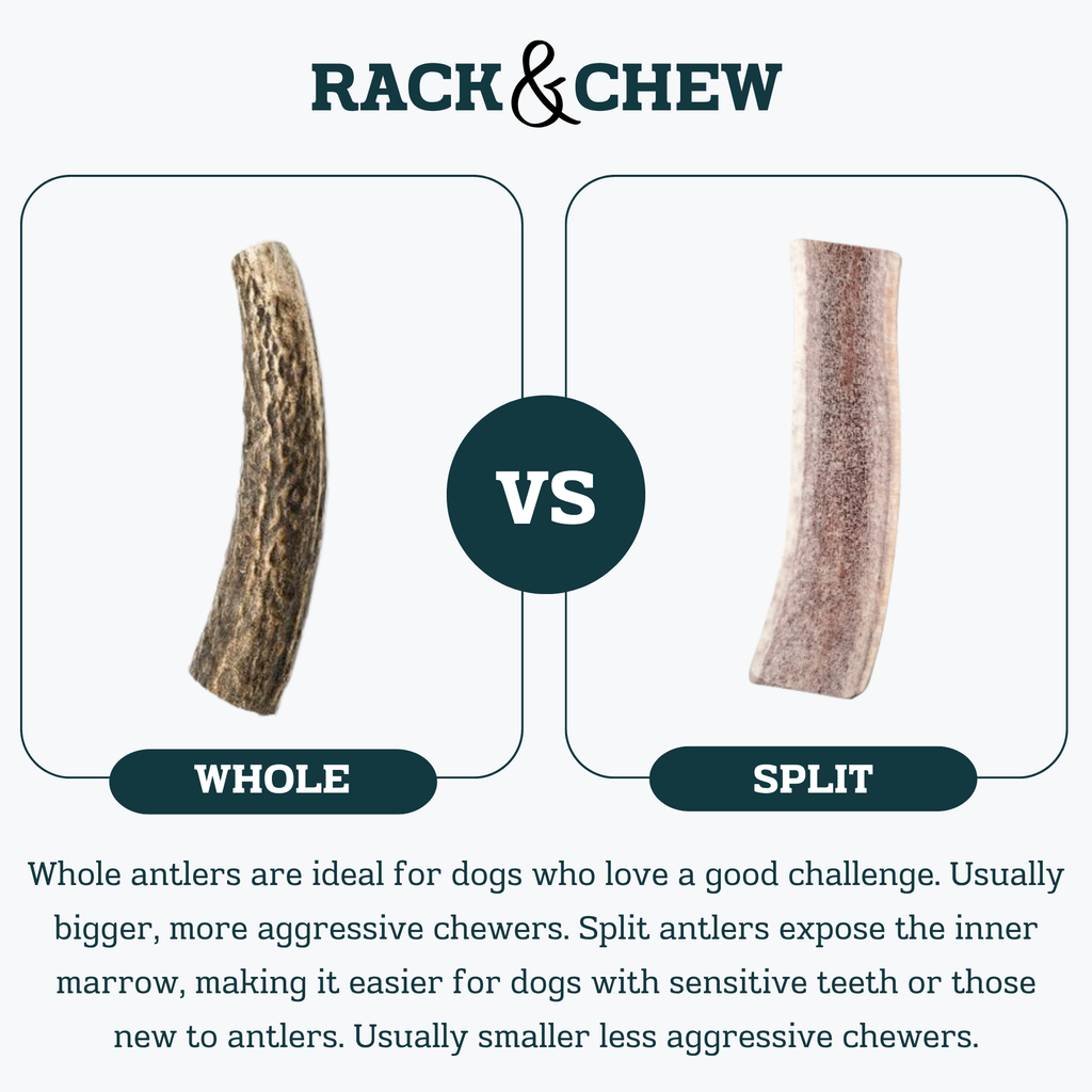 Elk Antler Split Chew