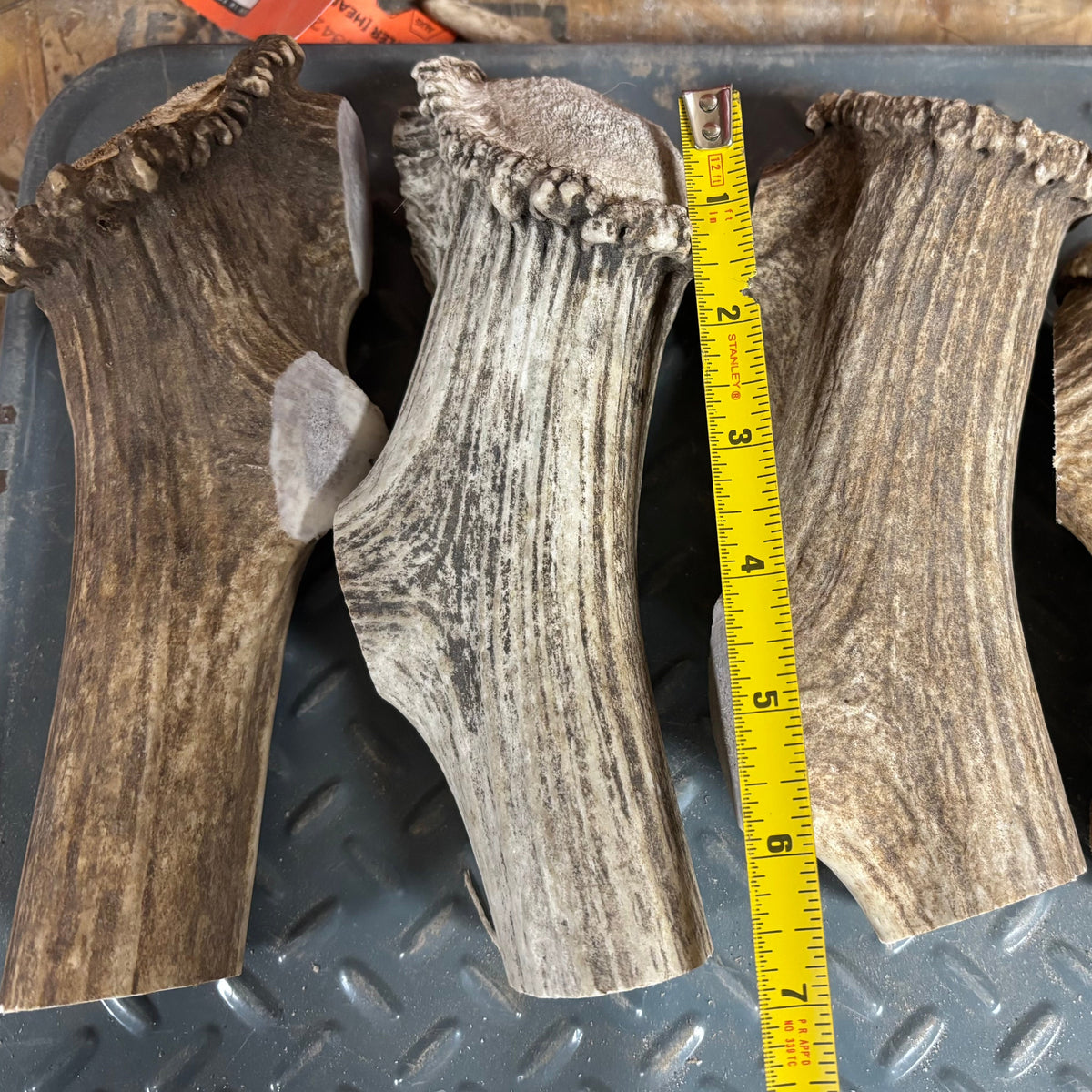 Magnum Antler Chew