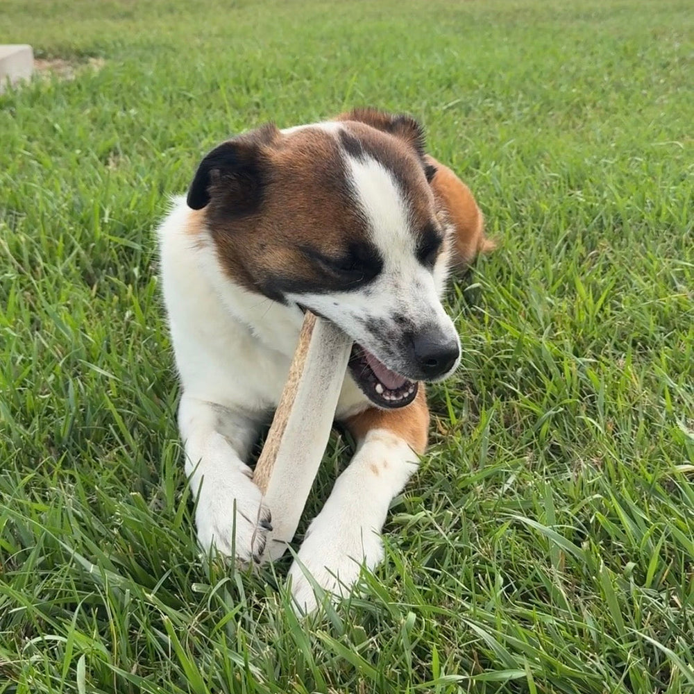 Elk Antler Split Chew