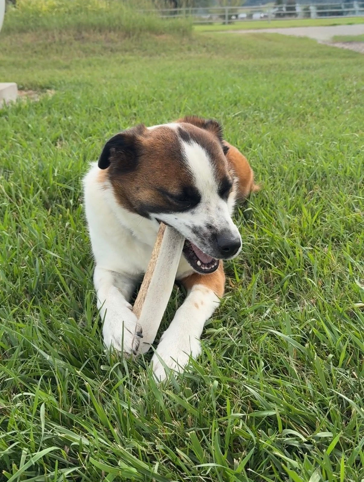 Elk Antler Split Chew