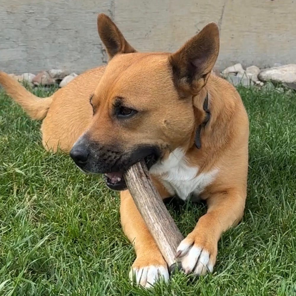 Elk Antler Whole Chew