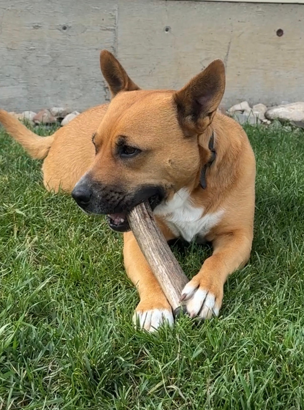 Elk Antler Whole Chew