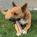 Elk Antler Whole Chew
