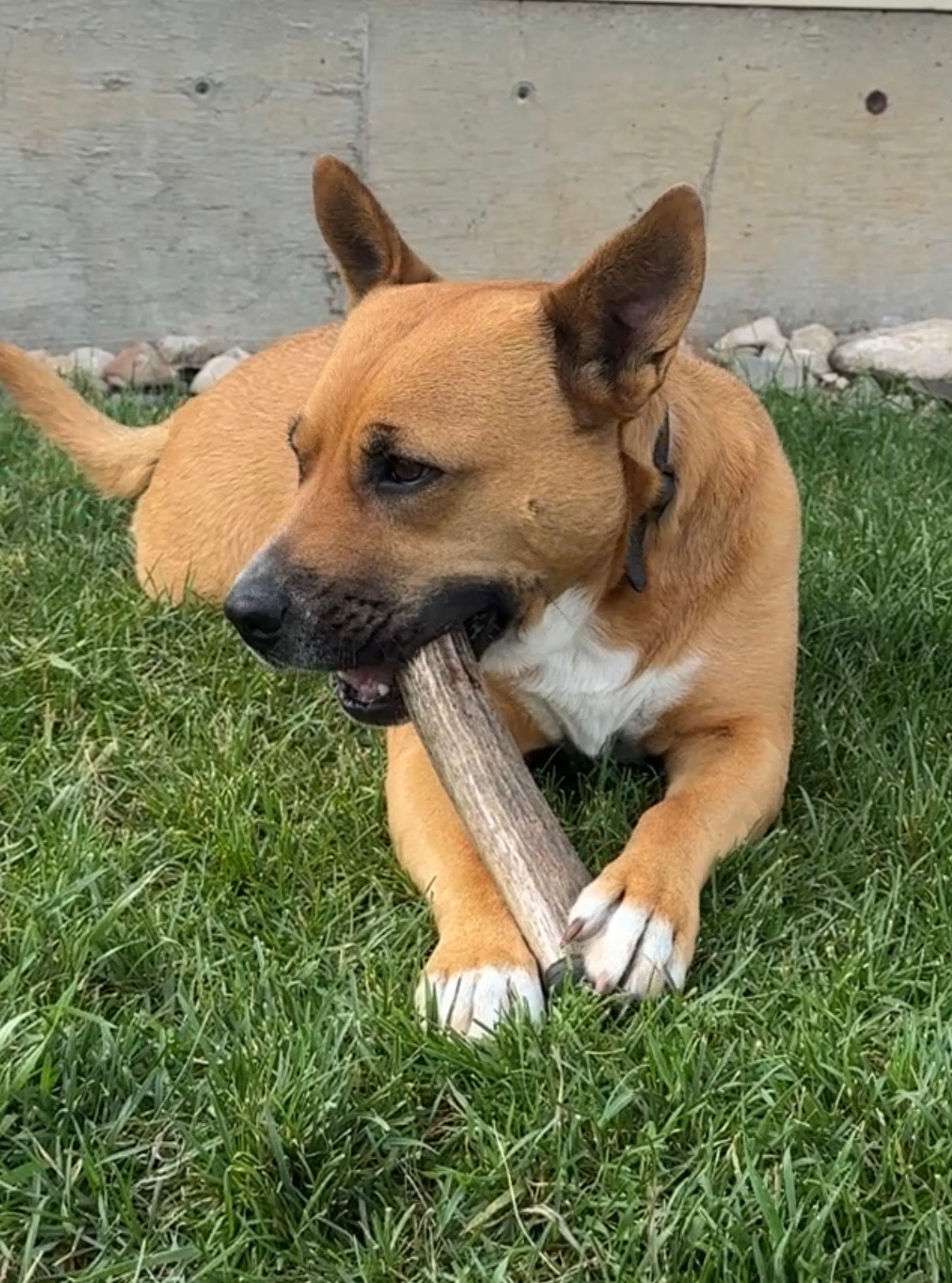 Elk Antler Whole Chew