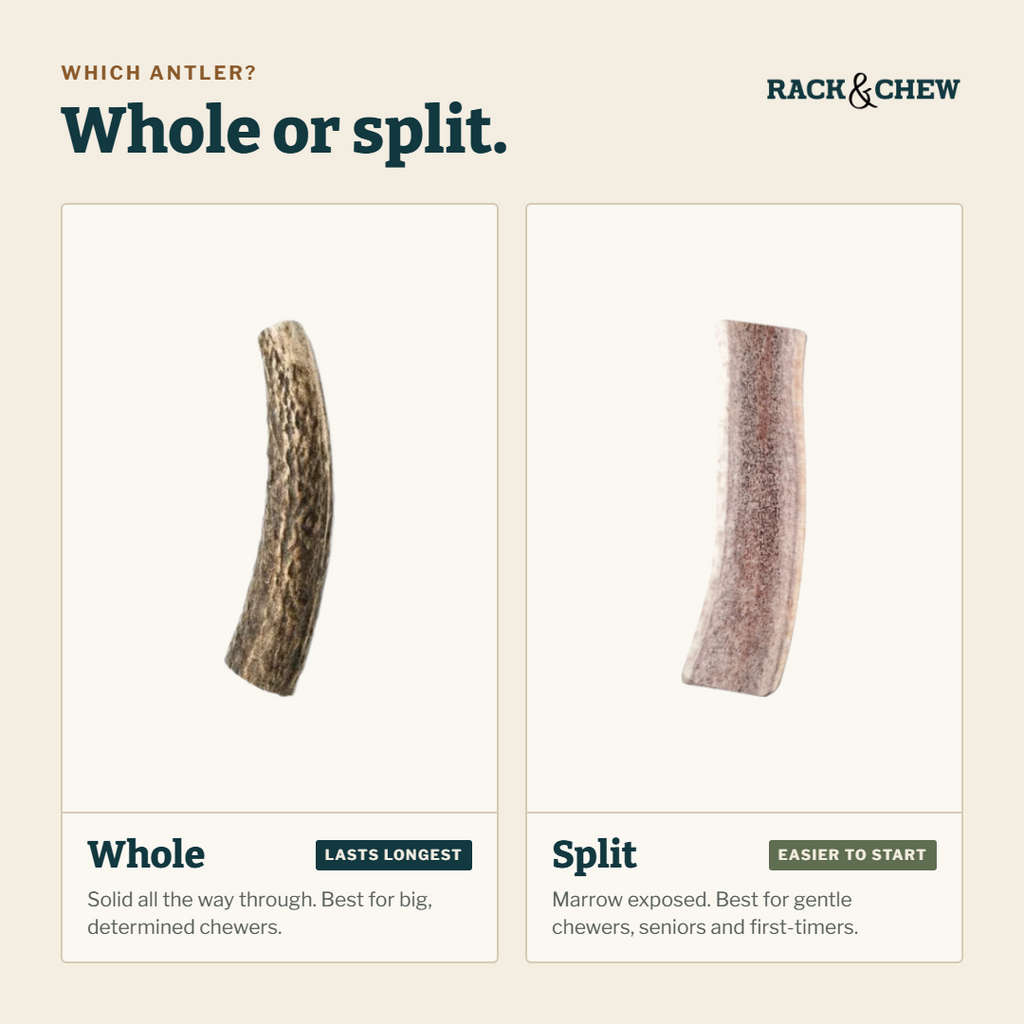 Elk Antler Split Chew