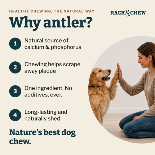 Magnum Antler Chew